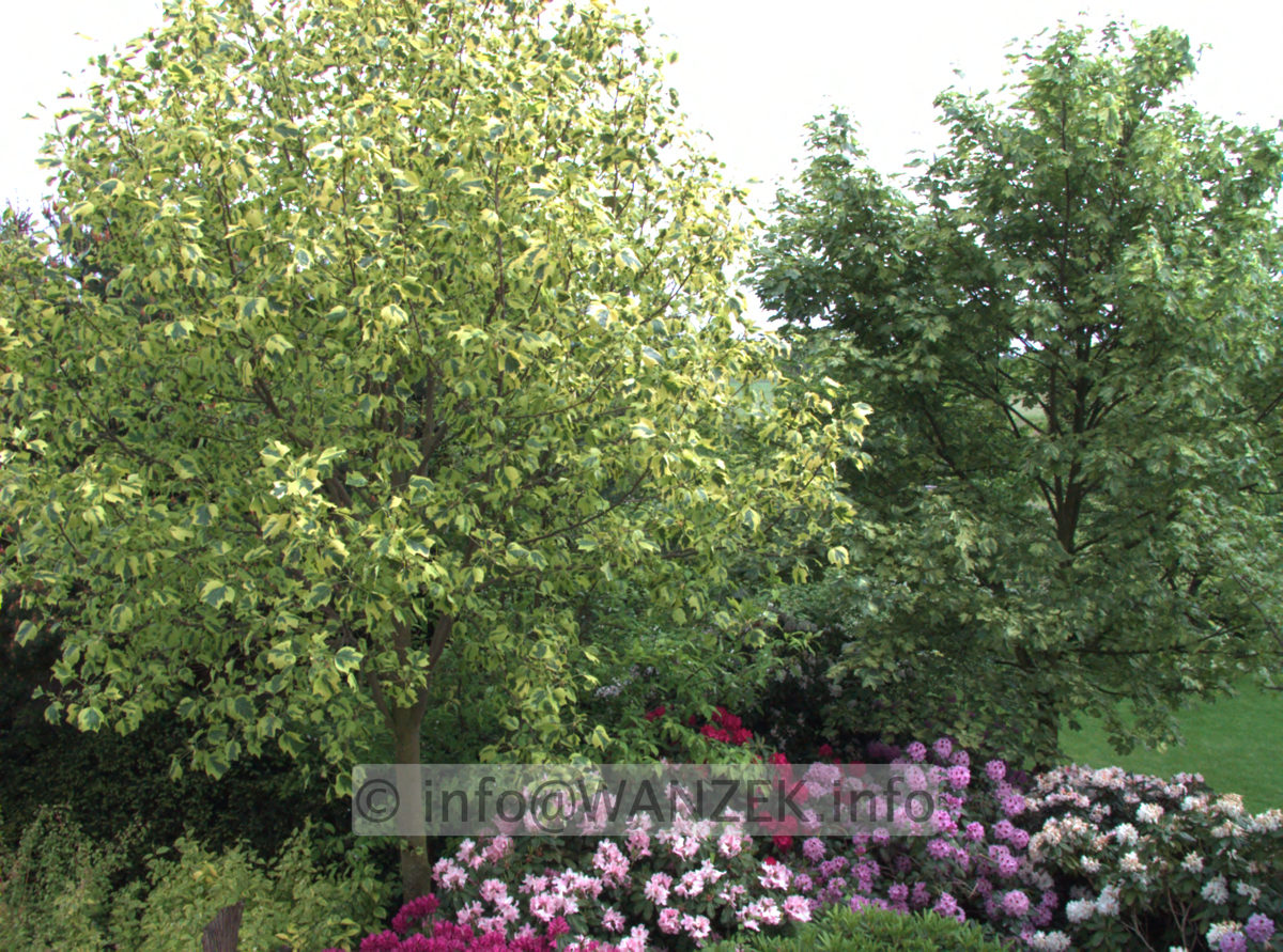 Liriodendron tulipifera Aureomarginata 02.jpg